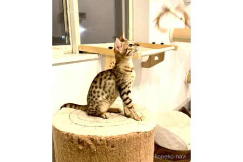 成約済の茨城県のサバンナキャット-93399の3枚目